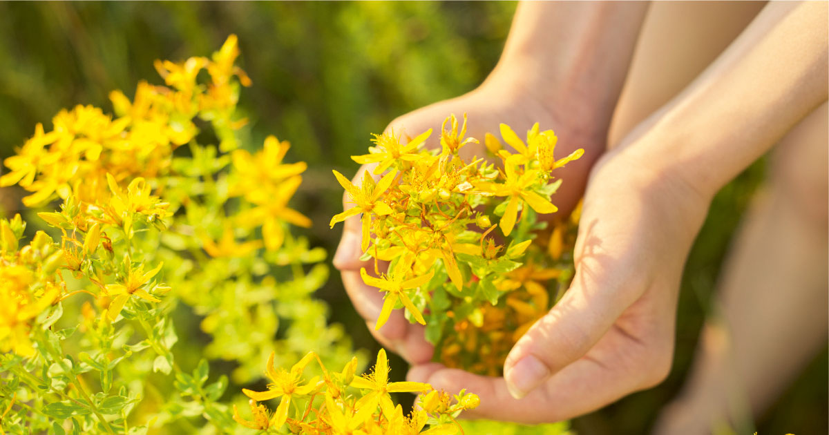 Sarı kantaron, sarı kantaron bitkisinin çiçeklerinden elde edilir.
