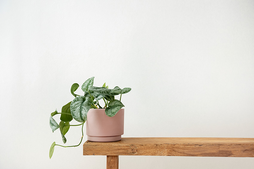 pothos plant in a pot on a bench 2022 12 15 23 51 18 utc