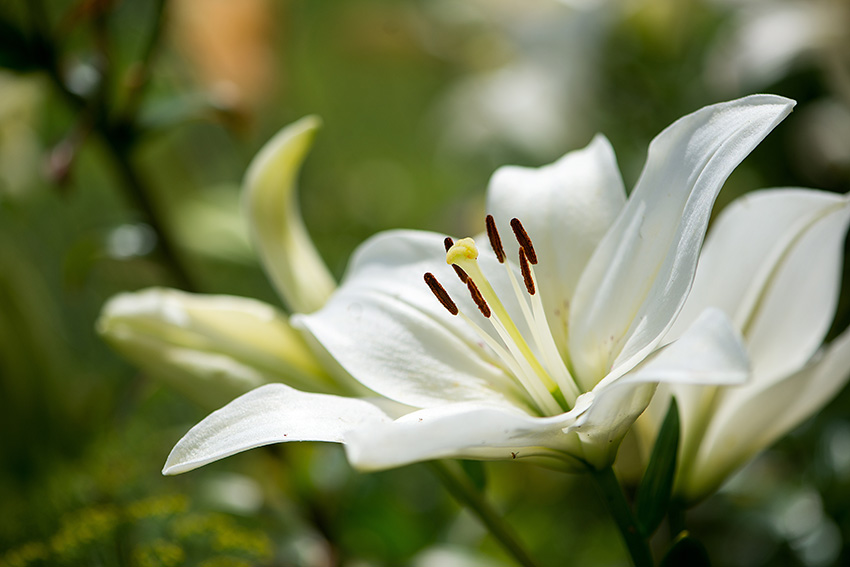 beautiful white lily flowers 2022 11 09 07 23 14 utc